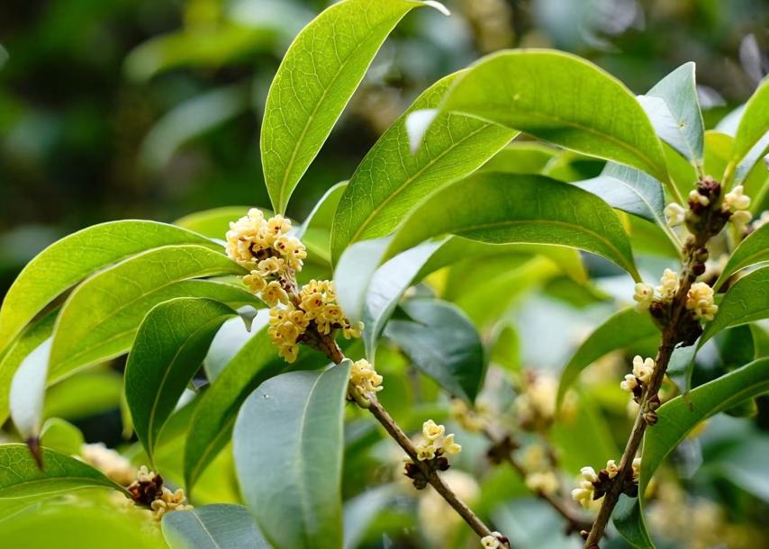 申城桂花終于開了 初花期“史上最晚” 夏荷“超長待機”仍盛開