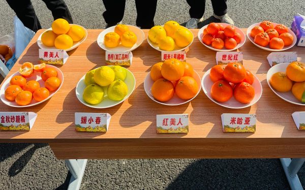 上海地區(qū)柑桔生產(chǎn)技術論壇在崇明區(qū)成功舉辦——推動柑桔產(chǎn)業(yè)提質(zhì)增效與品牌化發(fā)展3.jpg 上海地區(qū)柑桔生產(chǎn)技術論壇在崇明區(qū)成功舉辦——推動柑桔產(chǎn)業(yè)提質(zhì)增效與品牌化發(fā)展3.jpg