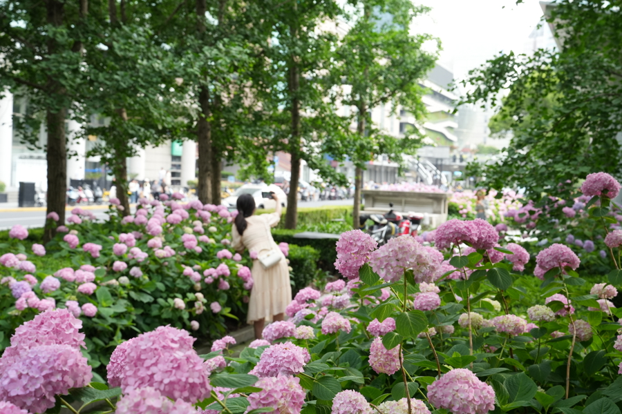 上海加緊研發(fā)與推廣更適合本地水土的花卉品種 申城繡球花超長(zhǎng)“待機(jī)”還會(huì)變色